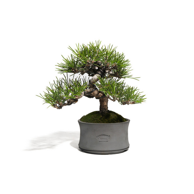 黒松　-Japanese black pine-　（推定樹齢30年） 詳細画像